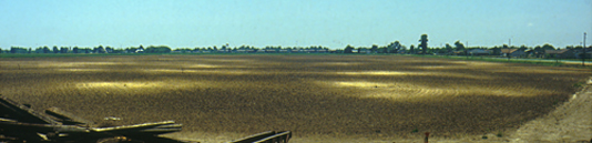 Sand blows in the field