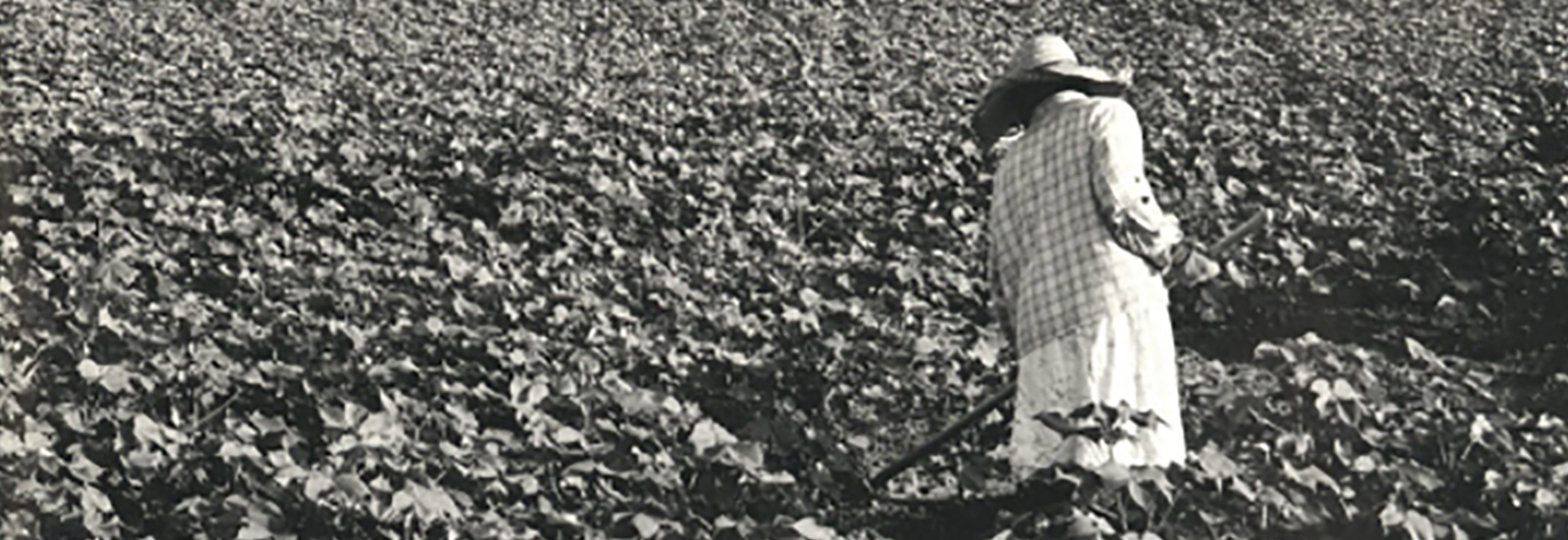 Sharecropper in fields